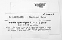 Clonostachys squamuligera image